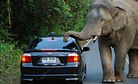 Elephant Roadkill: Thailand Grapples With Pachyderms on the Pavement
