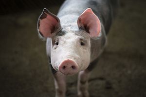 Why Pork Pushed China to a Deal