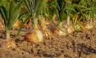 How Onion Prices Are Shifting Politics in South Asia