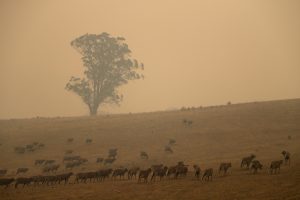 Bushfires and a Warming Planet Are Putting Australia’s Biodiversity at Risk