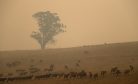 Bushfires and a Warming Planet Are Putting Australia’s Biodiversity at Risk