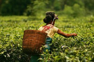 Indian Tea Plantation Workers Look to the World Bank to Prevent a Coronavirus Disaster