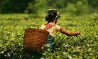 Indian Tea Plantation Workers Look to the World Bank to Prevent a Coronavirus Disaster