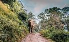 Thai Elephants, Out of Work Due to Coronavirus, Trudge Home