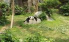 Calgary Zoo Returning Pandas to China Due to Bamboo Acquisition Barriers