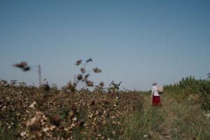 A New Chapter in Uzbekistan’s Cotton Sector?