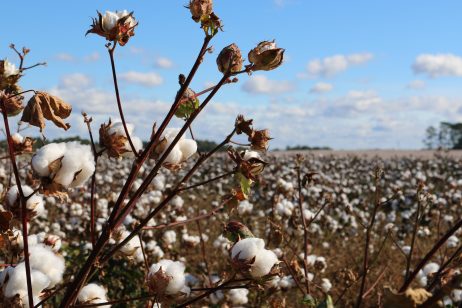 Kristian Lasslett on Uzbekistan’s Cotton Clusters Conundrum – The Diplomat