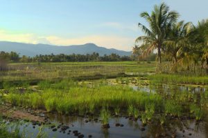 Will Cambodia’s Shift in Focus to Small-Scale Farming Work?
