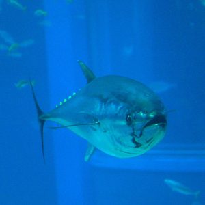 Japan Seeks to Boost Catch Limits of Prized Bluefin Tuna