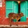A Cow Cabinet in Madhya Pradesh?