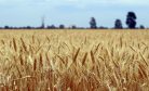 China’s Trade Offensive Against Australia Continues with Ban on Wheat Imports