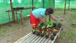 Amid Pandemic, Pacific Islands Work to Offset Food Shortages