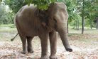 &#8216;World&#8217;s Loneliest Elephant&#8217; Arrives Safely in Cambodia