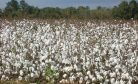 Citing Forced Labor Concerns, US Issues Ban on Xinjiang Cotton