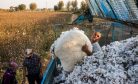 Eliminating Forced Labor in Uzbekistan’s Cotton Sector – A Work Still in Progress