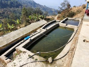 Rainbow Trout Aquaculture in Nepal: Promise Amid Shocks