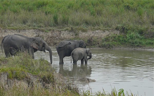 Gerbang ke Timur Laut India Hadapi Bahaya Invasi Gajah – The Diplomat