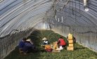 Migrant Workers Face Dire Conditions at South Korean Farms