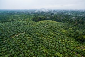 Indonesia Needs to Seek Out Alternative Sources for Biofuel