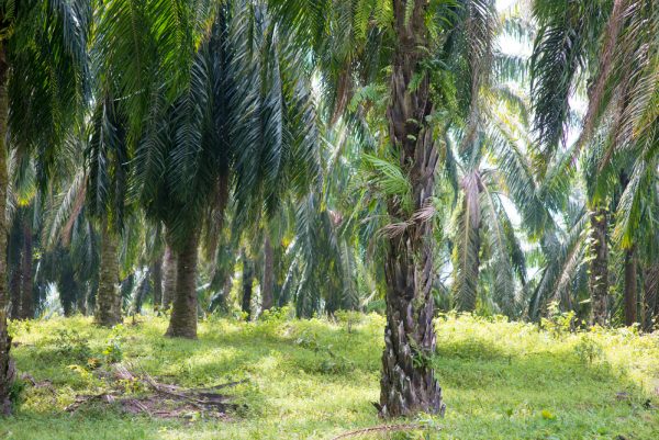 WTO to Review Malaysia-EU Palm Oil Spat. What Happens Next? - The 