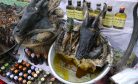 China-Backed SEZs Linked to Southeast Asia&#8217;s Illegal Wildlife Trade