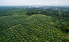 Indonesia Needs to Seek Out Alternative Sources for Biofuel
