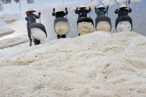 Harvesting White Gold: Vietnam Salt Farmers Amid Climate Change and COVID-19