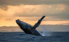 The Resilience of Japanese Whaling