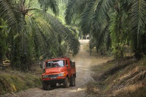 Malaysia Could Cut Palm Oil Exports to the European Union