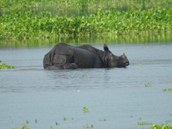 Air Mengamuk Brahmaputra Membuat Kekacauan di Assam – The Diplomat