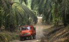 Malaysia Could Cut Palm Oil Exports to the European Union