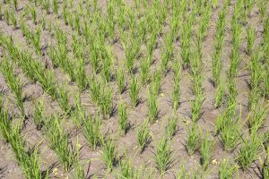 How Asia’s Rice Producers Can Help Limit Global Warming