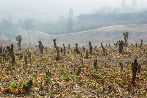Tanpa China, Upaya Membalikkan Deforestasi Akan Gagal – The Diplomat