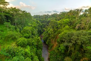 Indonesia’s COP26 Deforestation Pledge Kerfuffle, Explained
