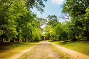 Will Cambodia Commit to Protecting Its Forests?