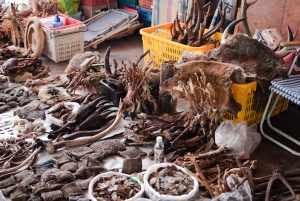 Time to Confront Southeast Asia’s Online Wildlife Trafficking