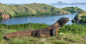 Development and Conservation Clash at Indonesia&#8217;s Komodo National Park