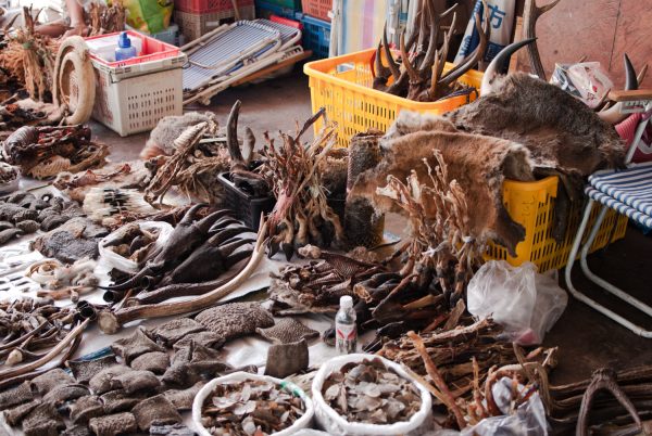 Time to Confront Southeast Asia's Online Wildlife Trafficking – The Diplomat