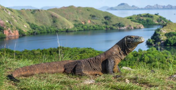 National Parks in Indonesia with Endangered Species