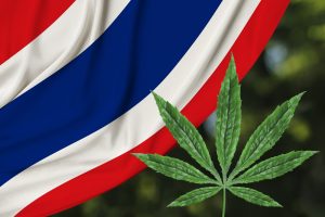 Thailand Drops Cannabis From Its List of Controlled Narcotics