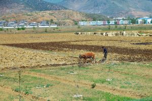 Living and Dying for Rice in North Korea