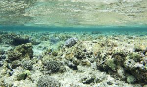 ‘Crisis’: Climate Panel Highlights Devastation of Great Barrier Reef