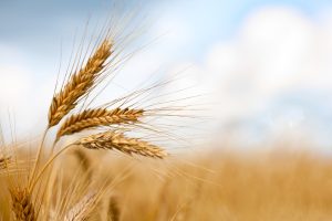 Kazakhstan Imposes Quota on Wheat Exports