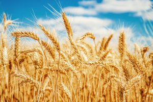 Mixed Fortunes for Kazakh Grain?