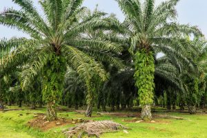 Indonesia Bans Exports of Palm Oil Amid Domestic Price Rises