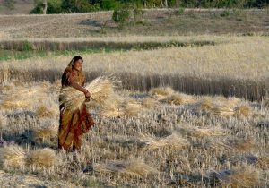 Heat Wave Scorches India&#8217;s Wheat Crop, Singes Its Export Plans