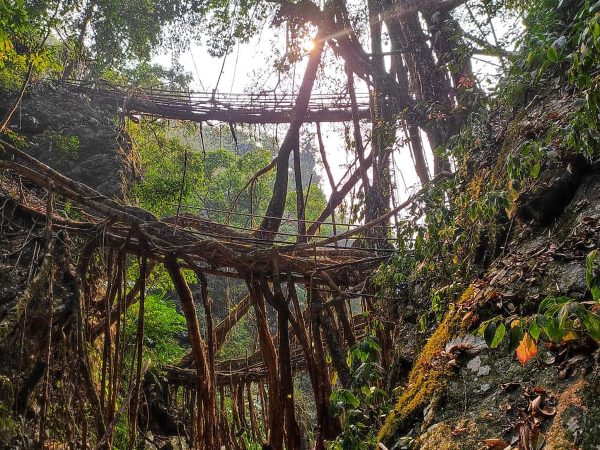 Meghalaya’s Living Root Bridge is moving towards global recognition

 TOU