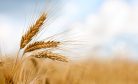 Kazakhstan Imposes Quota on Wheat Exports