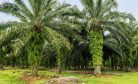 Indonesia Bans Exports of Palm Oil Amid Domestic Price Rises