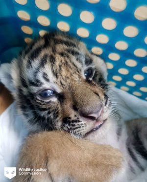 This Tiger Cub is Only the Tip of the Iceberg of an Illegal Trade